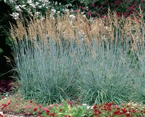 Sorghastrum nutans 'Indian Steel'