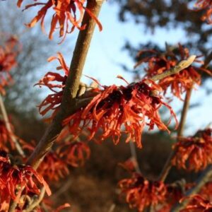Hamamelis x intermedia 'Diane'