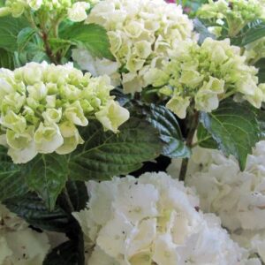 Hydrangea macrophylla 'Schneeball'