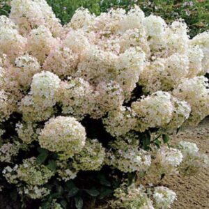 Hydrangea paniculata 'Bobo'