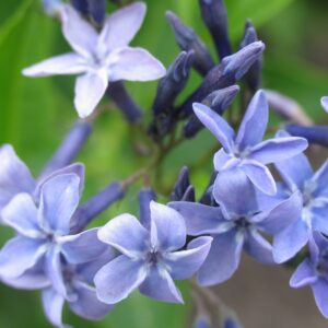 Amsonia 'Blue Ice'