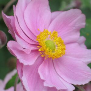 Anemone hupehensis 'September Charm'