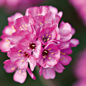 Armeria maritima 'Rubrifolia'