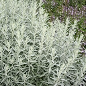 Artemisia ludoviciana 'Silver Queen'