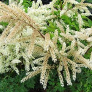 Aruncus 'Guinea Fowl'