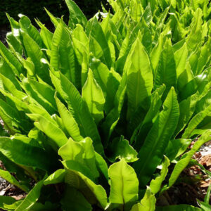 Asplenium scolopendrium