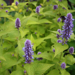 Agastache rugosa 'Golden Jubilee'