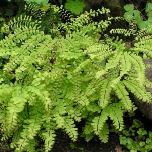 Adiantum pedatum