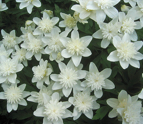 Anemone nemorosa 'Vestal'