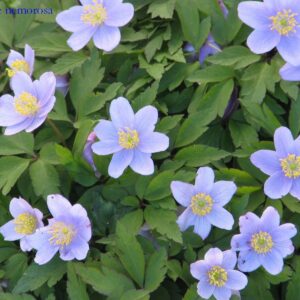 Anemone nemorosa 'Robinsoniana'