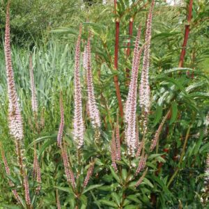 Veronicastrum virginicum 'Erica'