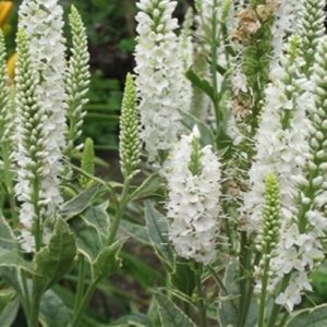 Veronica longifolia 'Charlotte'