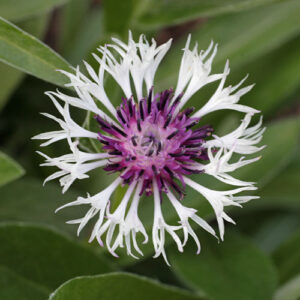 Centaurea montana 'Purple Heart'; mägijumikas 'Purple Heart'