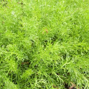 Chamaemelum nobile 'Treneague'; vääris-vaipkakar 'Treneague'