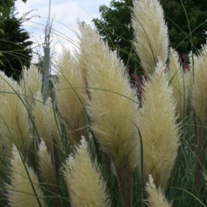 Cortaderia selloana 'Pumila'