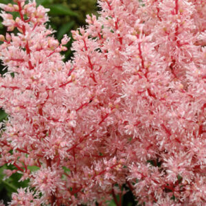 Astilbe arendsii 'Delft Lace'; Arendsi astilbe 'Delft Lace'