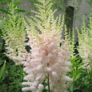 Astilbe chinensis 'Milk and Honey'; Hiina astilbe 'Milk and Honey'