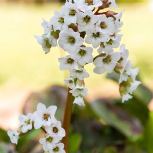 Bergenia 'Bressingham White'; bergeenia 'Bressingham White'