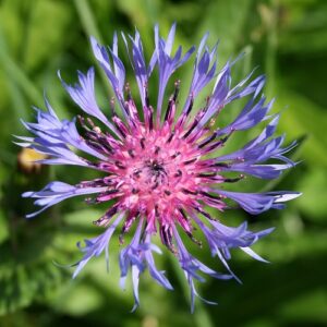 Centaurea montana; mägijumikas