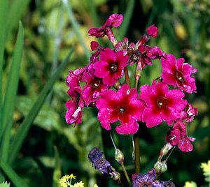 Primula japonica 'Miller's Crimson'