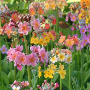 Primula x bulleesiana; lühterpriimula