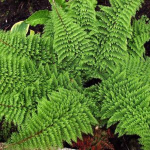 Polystichum setiferum 'Plumosum Densum'; karvik-astelsõnajalg 'Plumosum Densum'