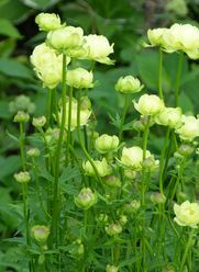 Trollius x cultorum ' Cheddar'