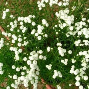 Achillea ptarmica ’The Pearl’