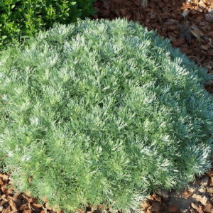 Artemisia schmidtiana ’Nana’