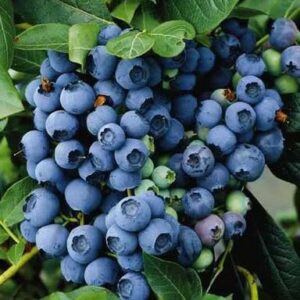 Kännasmustikas 'Berkeley'