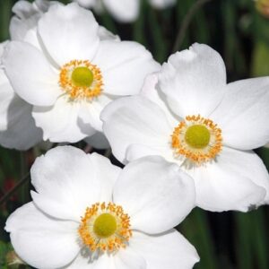 Anemone hybrida 'Honorine Jobert'
