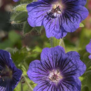 Geranium x magnificum 'Blue Blood'; tore kurereha 'Blue Blood'