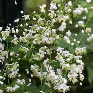 Thalictrum delavayi ’Album’