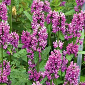 Stachys monieri 'Hummelo'