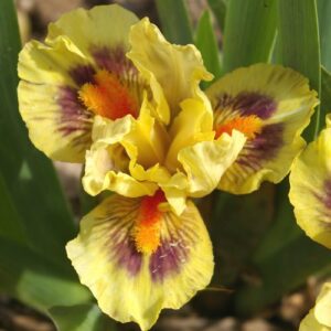 Iris 'Fingertips'; kääbusiiris 'Fingertips'