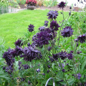 Aquilegia vulgaris 'Black Barlow'