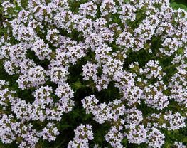 Thymus vulgaris
