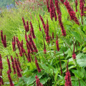 Persicaria amplexicaulis 'Blackfield'; kaelus-ussitatar 'Blackfield'