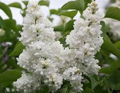 Syringa vulgaris 'Mme Lemoine'