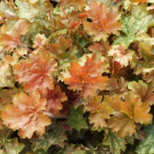 Heuchera 'Ginger Ale'; helmikpööris 'Ginger Ale'
