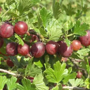 Karusmari 'Captivator'