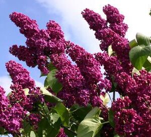 Syringa vulgaris 'Andenken an Ludwig Spath'