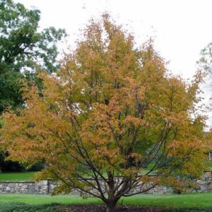 Stewartia pseudocamellia
