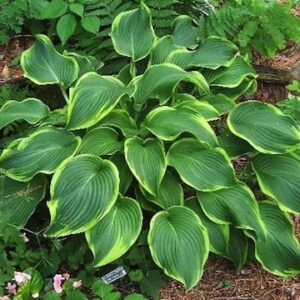 Hosta 'Abba Dabba Doo'; hosta 'Abba Dabba Doo'