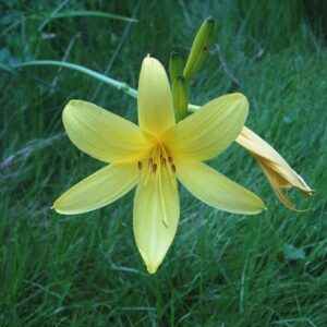 Hemerocallis citrina; sidrunkollane päevaliilia