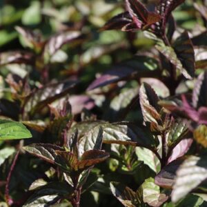 Mentha x piperita 'Chocolate'; piparmünt 'Chocolate'