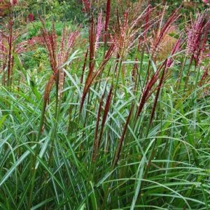 Miscanthus sinensis 'Ferner Osten'; hiina siidpööris 'ferner Osten'