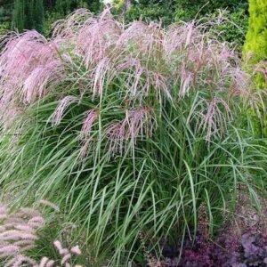 Miscanthus sinensis 'Flamingo'; hiina siidpööris 'Flamingo'