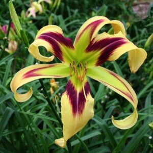 Hemerocallis 'Free Wheelin'; päevaliilia 'Free Wheelin'