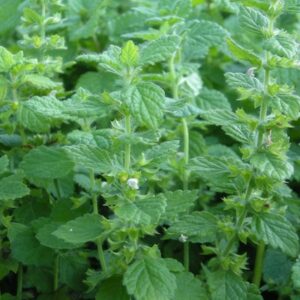 Melissa officinalis; sidrunmeliss